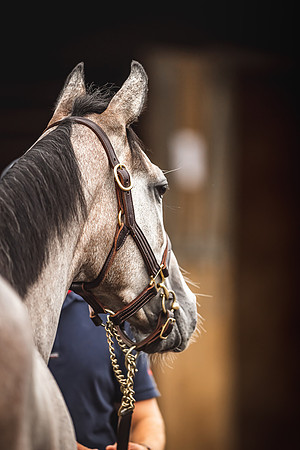 Goffs Premier Yearling Sale 2022-136