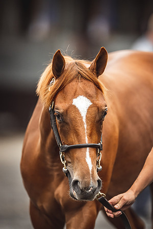 Goffs Premier Yearling Sale 2022-113