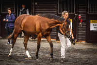 Goffs Premier Yearling Sale 2022-7