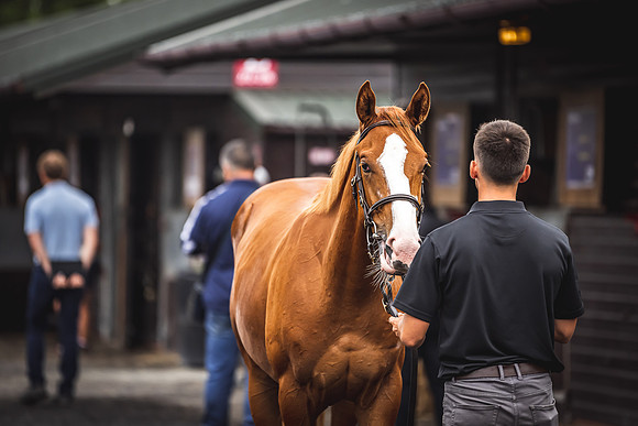 Goffs Premier Yearling Sale 2022-71