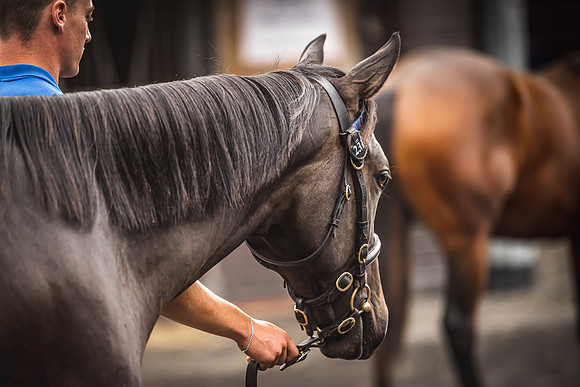 Goffs Premier Yearling Sale 2022-27