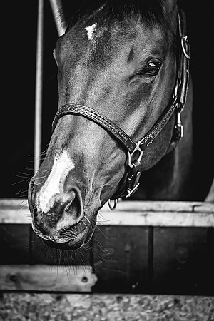 Goffs Premier Yearling Sale 2022-79