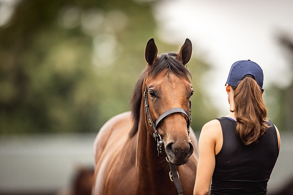 Goffs Premier Yearling Sale 2022-147