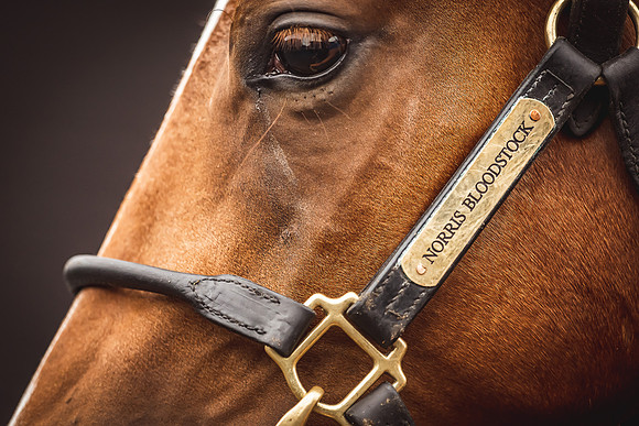 Goffs Premier Yearling Sale 2022-110