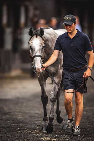 Goffs Premier Yearling Sale 2022-132