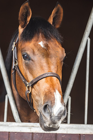 Goffs Premier Yearling Sale 2022-78