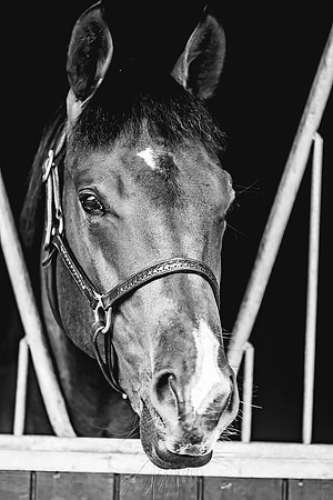 Goffs Premier Yearling Sale 2022-77