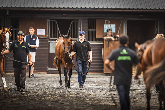 Goffs Premier Yearling Sale 2022-72