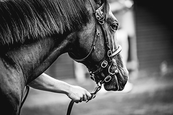 Goffs Premier Yearling Sale 2022-24