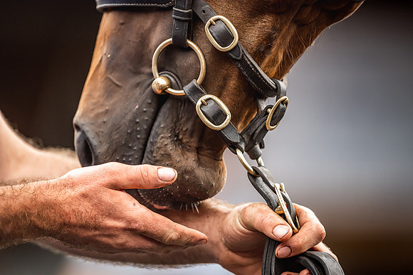 Goffs Premier Yearling Sale 2022-91
