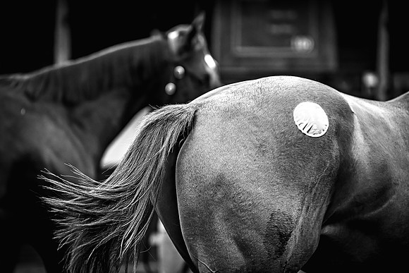 Goffs Premier Yearling Sale 2022-32