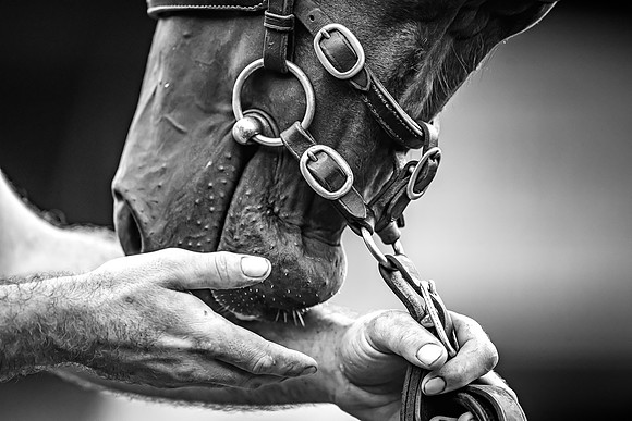 Goffs Premier Yearling Sale 2022-90