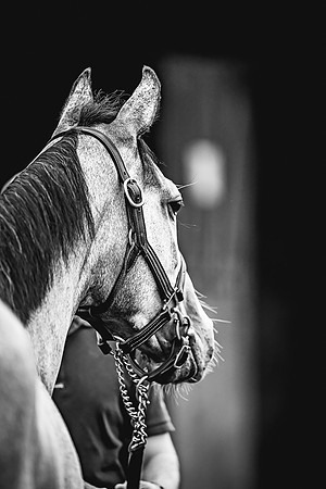 Goffs Premier Yearling Sale 2022-135