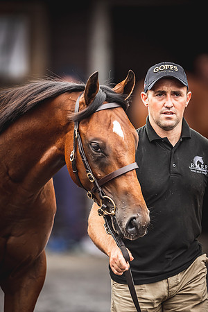 Goffs Premier Yearling Sale 2022-118