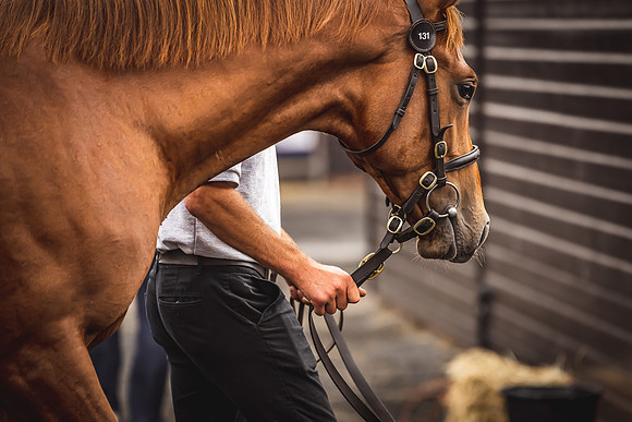 Goffs Premier Yearling Sale 2022-34