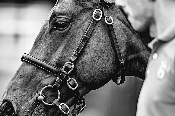 Goffs Premier Yearling Sale 2022-105