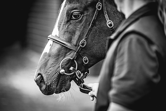 Goffs Premier Yearling Sale 2022-16