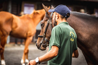 Goffs Premier Yearling Sale 2022-15