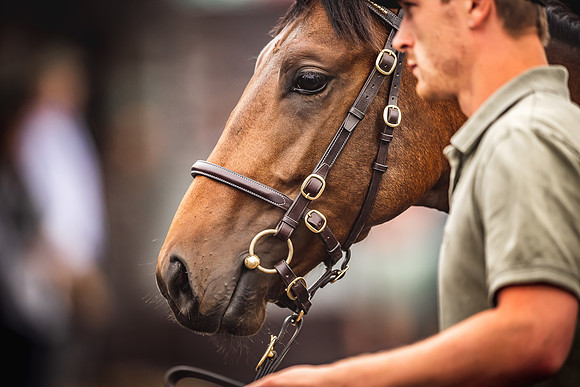 Goffs Premier Yearling Sale 2022-131