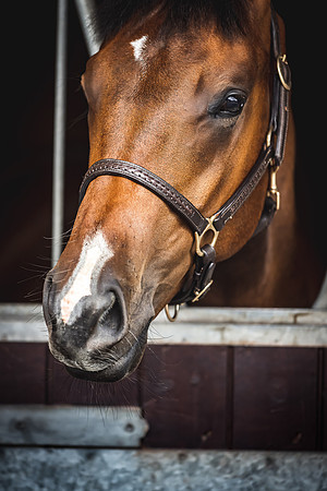 Goffs Premier Yearling Sale 2022-80