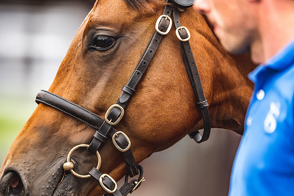 Goffs Premier Yearling Sale 2022-106