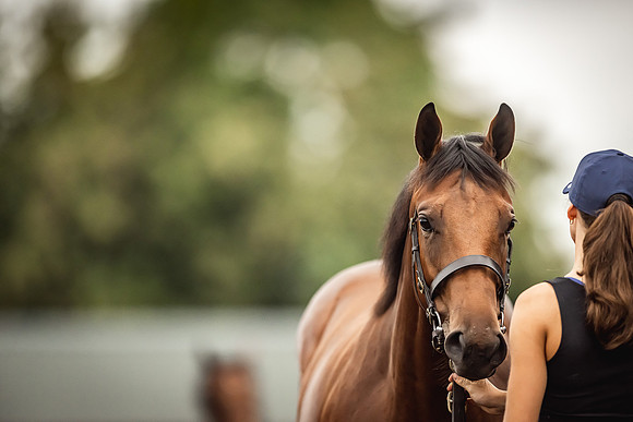 Goffs Premier Yearling Sale 2022-146