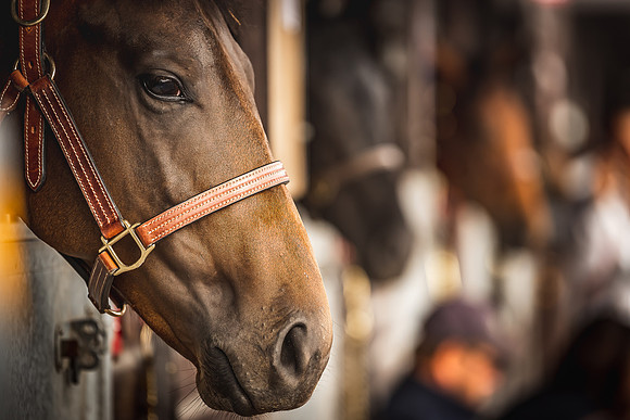 Goffs Premier Yearling Sale 2022-56