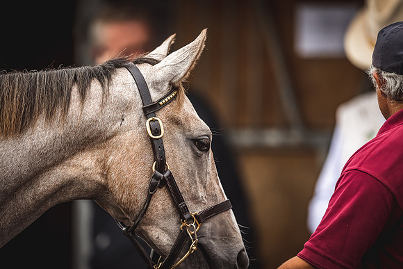 Goffs Premier Yearling Sale 2022-99