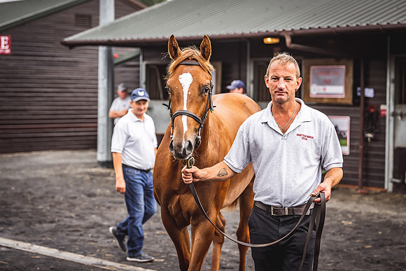 Goffs Premier Yearling Sale 2022-38