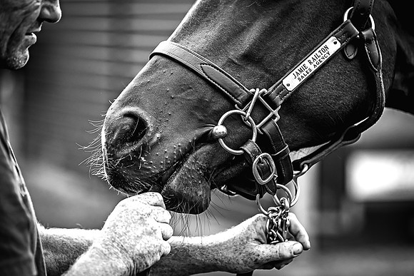 Goffs Premier Yearling Sale 2022-53