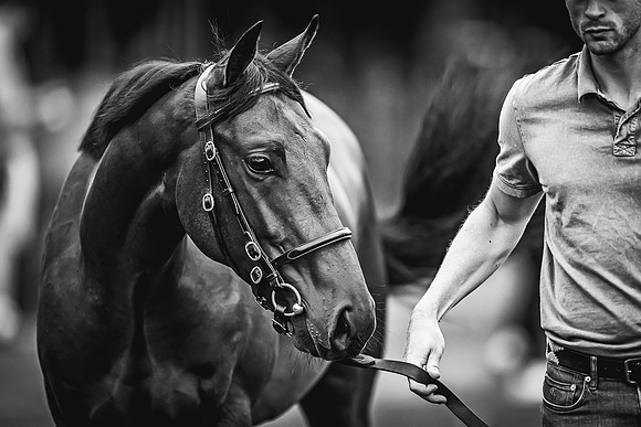 Goffs Premier Yearling Sale 2022-126