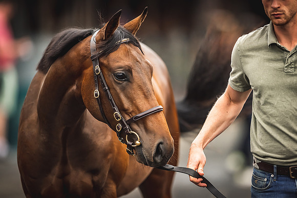 Goffs Premier Yearling Sale 2022-124