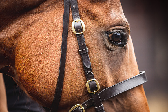 Goffs Premier Yearling Sale 2022-139