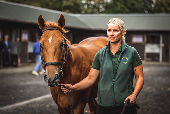 Goffs Premier Yearling Sale 2022-11