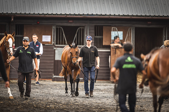 Goffs Premier Yearling Sale 2022-73
