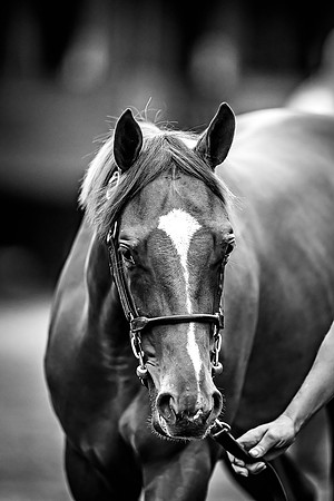 Goffs Premier Yearling Sale 2022-112