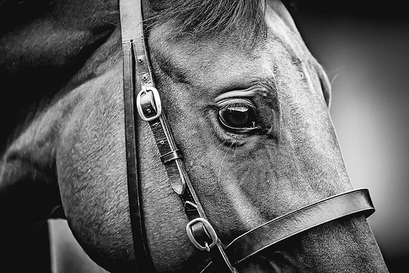 Goffs Premier Yearling Sale 2022-137