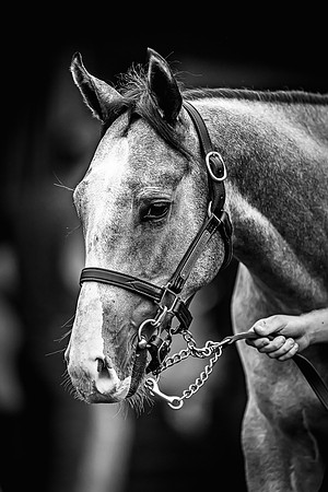 Goffs Premier Yearling Sale 2022-133