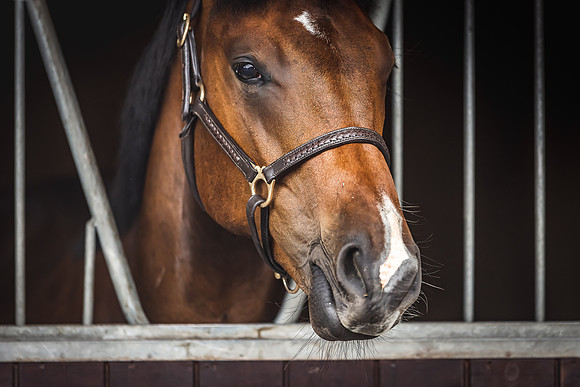 Goffs Premier Yearling Sale 2022-76