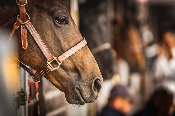 Goffs Premier Yearling Sale 2022-55