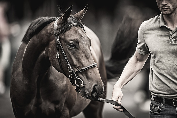 Goffs Premier Yearling Sale 2022-125