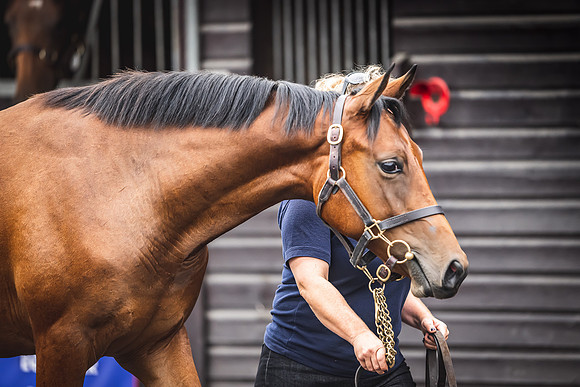 Goffs Premier Yearling Sale 2022-74