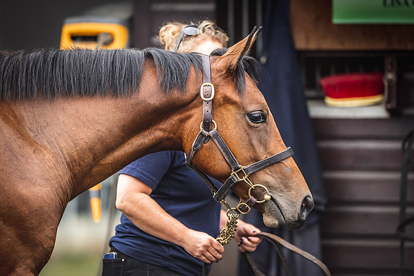 Goffs Premier Yearling Sale 2022-75
