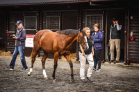 Goffs Premier Yearling Sale 2022-6