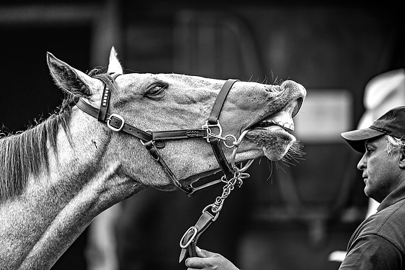 Goffs Premier Yearling Sale 2022-100