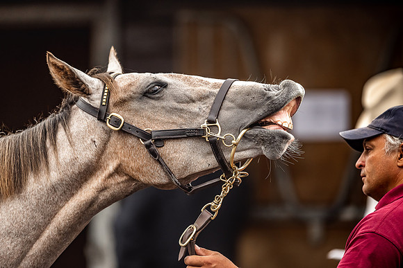 Goffs Premier Yearling Sale 2022-101