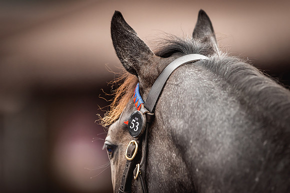Goffs Premier Yearling Sale 2022-84