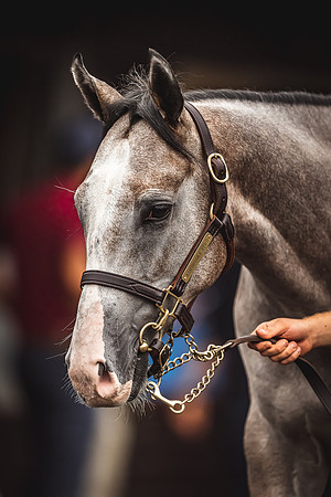Goffs Premier Yearling Sale 2022-134
