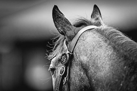 Goffs Premier Yearling Sale 2022-83