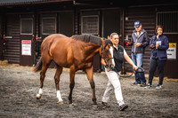 Goffs Premier Yearling Sale 2022-8